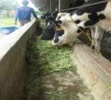 Pemberian pakan di peternakan (a) Eco Farm dan (b) KWI Ensminger dan Tyler (2006) mengemukakan bahwa sapi perah mempunyai daya produksi yang tinggi sehingga apabila tidak mendapatkan makanan yang