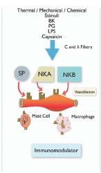 lain, NK1 merupakan reseptor yang paling berperan pada kondisi fisiologis sedangkan pada kondisi patologis karena konsentrasi SP yang tinggi maka seluruh resoptor