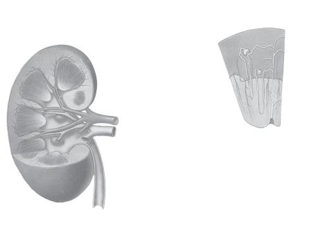 Pada nefron terdapat pula kapsula Bowman, suatu bagian berbentuk seperti mangkuk. Pada ujung lainnya dari nefron terdapat tubulus kolektivus (saluran pengumpul). Gambar 7.