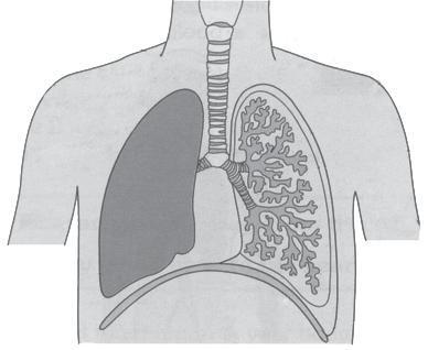 Kata Kunci Cairan empedu CO 2 Hati Paru-paru c. Paru-paru Pada pelajaran sebelumnya, kita mengenal bahwa paru-paru berperan sebagai organ pada sistem pernapasan.