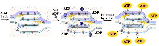 Kloroplas ini kemudian dengan cepat dicampur dengan ph 8 buffer yang mengandung ADP dan Pi.