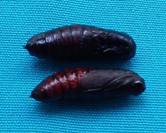 Tubuh pupa memiliki panjang dan lebar antara 22,29 + 0,7 mm dan 7,51 + 0,36 mm. Lama stadia pupa 9-14 hari (Cardona et al., 2007).