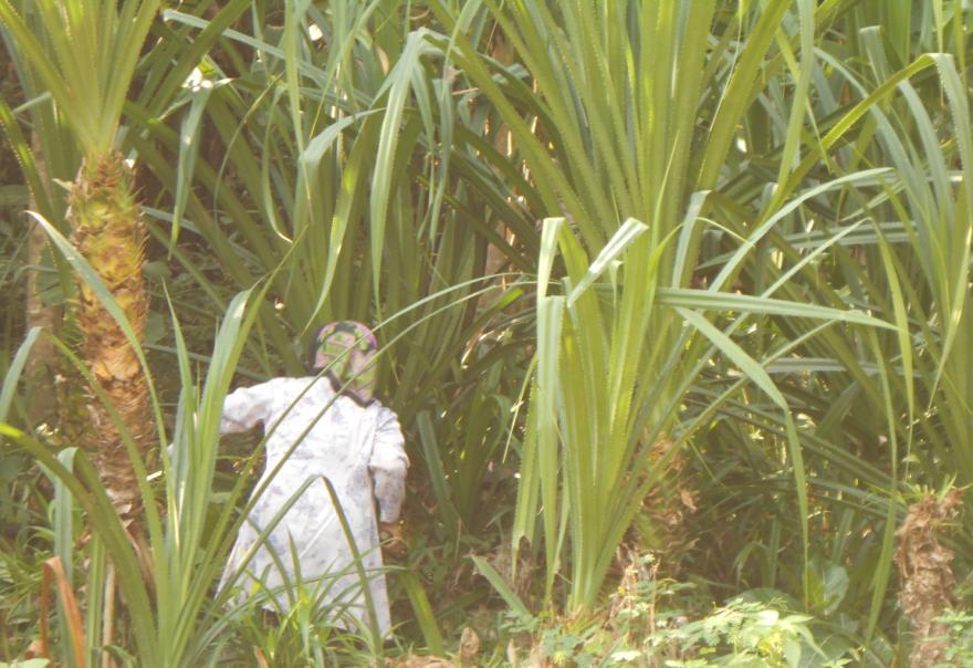 82 1. Pengambilan daun pandan duri dari pohon Untuk mendapatkan daun pandan duri Qomariyah bisa mengambilnya sendiri. Kebetulan di pekarangan depan rumahnya banyak ditemukan tanaman pandan duri.