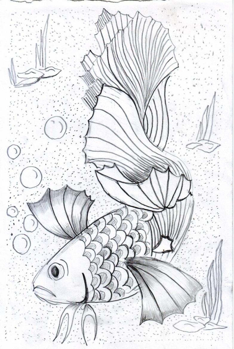 710 Koleksi Gambar Ikan Cupang Dengan Pensil Gratis Terbaru