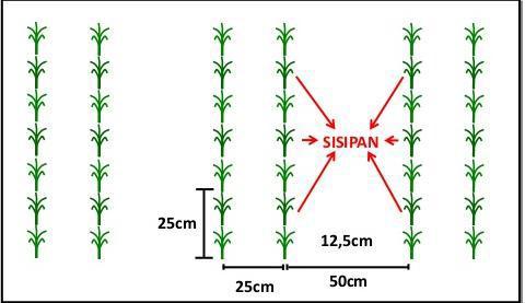 9 a. Jajar Legowo (2 : 1) Jajar legowo (2 : 1) adalah cara tanam padi dimana setiap dua baris tanaman diselingi oleh satu barisan kosong yang memiliki jarak dua kali dari jarak tanaman antar baris