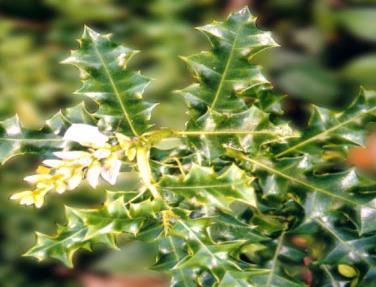 ilicifolius Acanthaceae 10. Kacaf H.