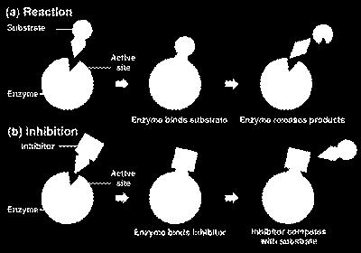 mennyetabilkan enzim Kendala Difusi Aktivitas enzim yang menurun dan stabilitas meningkat Struktur alami pembawa seperti ukuran Retensi aktivitas tergantung pada pori ukuran pori Kehadiran substrat