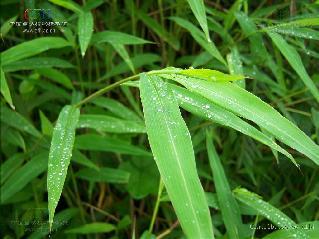 10 2.3.3 Setaria plicata Setaria plicata merupakan gulma golongan rumput (poaceae) dan perennial dengan batang tegak atau berbaring, dan kuat. Panjang batang 45 130 cm dan berdiameter 3 6 mm.