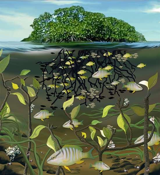 Jusuf (2000) DPI Catchable area: 1. Perairan : habitat yang disenangi ikan 2.