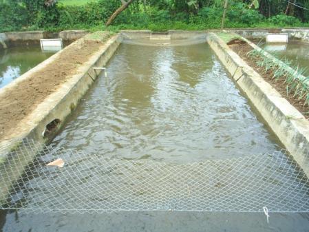 kolam tanah/beton - Ukuran