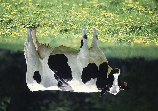 l Asal Sapi Bangsa sapi ini berasal dari Belanda. l Tanda-tandanya - Warna belang hitam putih - Pada dahinya terdapat hitam putih berbentuk segitiga.