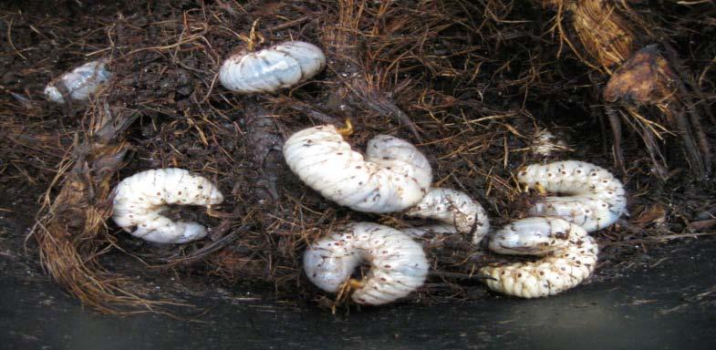 kepala dan kakinya berwarna coklat (Mohan, 2006). Lundi yang baru menetas berwarna putih, panjangnya 8 mm, lundi dewasa berwarna putih kekuningkuningan kepalanya berwarna merah coklat.