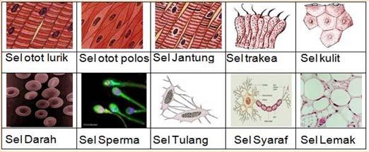 SEL Tubuh makhluk hidup (organisme) tersusun atas sel. Sel merupakan satuan Tahukah kamu? (unit) kehidupan terkecil dari makhluk hidup.