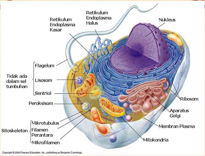 endoplasma, lisosom dan lain sebagainya. Inti sel (nukleus) umumnya berbentuk bulat atau lonjong.
