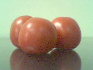 Tomat Tahap 1