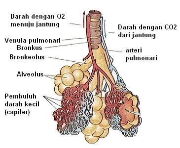 paru-paru bercabang-cabang lagi membentuk pembuluh-pembuluh halus. Pembuluh-pembuluh halus ini berakhir pada gelembung-gelembung halus mirip buah anggur yang berisi udara yang disebut alveolus.