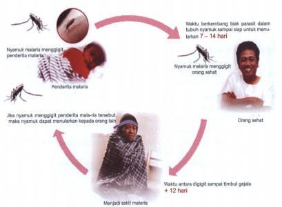 2.2.4 Proses Penularan Malaria 2.2.5 Alur Penemuan Penderita Malaria Gambar 2.