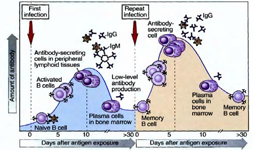 miliki clone lainya. Algoritma CSA yang dijelaskan pada Tugas Akhir ini adalah proses CSA pada B-cell. Gambar 3.1. Spesifikasi antibodi merespon antigen [3] 3.