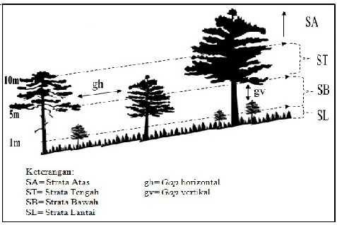 30 6. Stratifikasi berdasarkan empat kategori, yaitu 1) strata atas, terdiri atas vegetasi dengan tinggi > 10 m, 2) strata tengah, tinggi 5-10 m, 3) strata bawah, tinggi < 1-5 m, dan strata lantai,