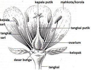 1. Kelopak/sepala, secara keseluruhan disebut kalik. Struktur sepala seperti daun tetapi lebih sederhana. Biasanya mempunyai warna hijau. mempunyai fungsi untuk membungkus dan melindungi kuncup bunga.