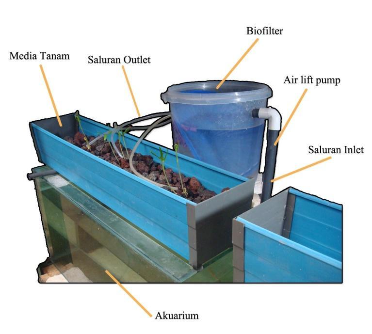 21 Gambar 3. Rancangan Sistem Akuaponik 2. Stabilisasi air, aklimatisasi ikan dan persiapan kangkung darat.