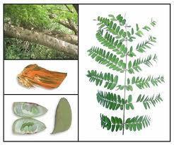 Pewarna Alami untuk Pangan KUNING MERAH SECANG Secang atau Caesalpinia sappan L merupakan tanaman semak atau pohon rendah dengan ketinggian 5-10 m.