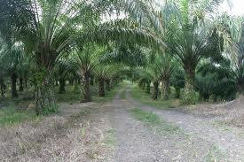 wilayah Kecamatan Badiri sangat cocok untuk perkebunan, hal itu dapat dilihat sepanjang wilayah badiri tanaman-tanaman perkebunan