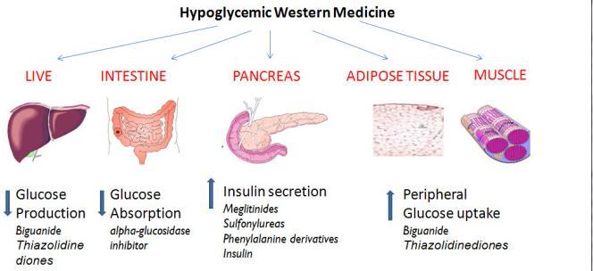 Menghambat enzim α-amylase pankreatik & α-glukosidase di usus halus Mencegah hidrolisis karbohidrat menjadi glukosa &