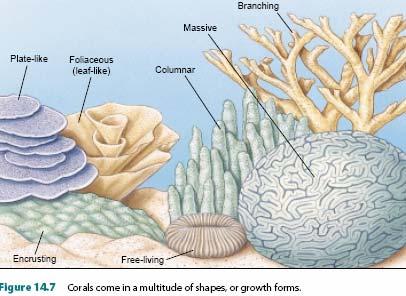 ke atas Britannica Encyclopaedia Terumbu karang adalah kumpulan dari kerangka karang