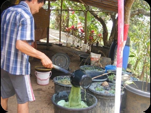 Proses pengebluran daun indigo Masukkan 200 gram bubuk kapur cair untuk 50 liter air rendaman