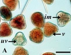 6 Viabilitas dan tingkat perkecambahan polen Hasil pengujian viabilitas polen kelapa sawit dengan menggunakan uji TTC yang mengindikasikan keberadaan enzim sitoplasmik diperoleh 95% polen viable, 1%