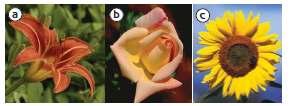 39 Sumber: Rositawaty dan Aris Muharam (2008:30) Gambar 2.15 a) Bunga lili, b) Bunga mawar, dan c) Bunga matahari memilki mahkota dengan warna dan bentuk berbeda-beda. e.