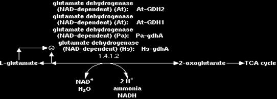 Gambar 3.12. Jalur Degradasi Glutamate 1 Reaksi degradasi glutamate I ini adalah reaksi deaminasi yang dikatalisis oleh enzim glutamate dehidrogenase (GDHs).