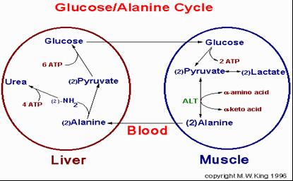 Gambar 3.15. Siklus Glukosa-Alani 4. Katabolisme sistein Sulfur untuk sintesis sistein berasal dari metionin.