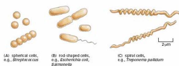 sel, membran sel, sitoplasma, nukleoid, dan beberapa struktur lain. Hampir semua sel prokariotik memiliki selubung sel di luar membran selnya.