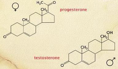 Kolesterol merupakan bagian dari membran sel Beberapa hormon reproduktif merupakan steroid, misalnya testosteron