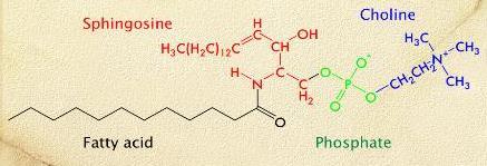 Gambar 4.9. Struktur kimia sfingomielin (perhatikan 4 komponen penyusunnya) 4.