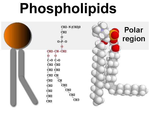 Gambar 4.10. Struktur dari fosfolipid Gambar 4.11 Fosfolipid bilayer (lapisan ganda) sebagai penyusun membran sel 6. Sterol lipid Lipid bersifat dapat disabunkan dan tidak tersabunkan.
