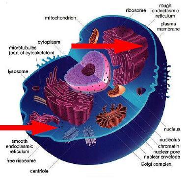 ATP tersebut dilakukan oleh enzim-enzim yang terdapat di dalam krista dan matriks mitokondria.