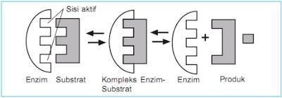 b) Teori Kecocokan Induksi (Daniel Koshland) Menurut teori kecocokan induksi reaksi antara enzim dengan substrat berlangsung karena adanya induksi substrat terhadap situs aktif enzim sedemikian rupa