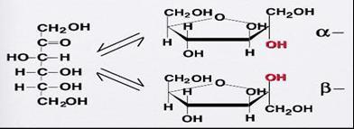 Fruktosa mengandung lima gugus hidroksil dan gugus karbonil keton pada C-2 dari rantai enam-karbon.