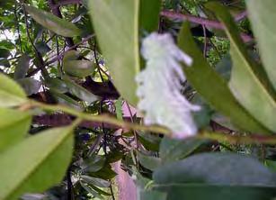 instar 2 lebih cepat bila dibandingkan instar 1, sehingga daun-daun yang termakan pun lebih banyak. Gambar 7.