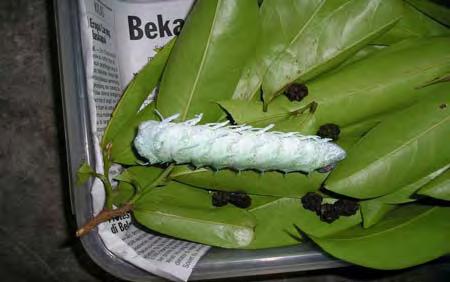 4.4.3.6 Larva Instar kelima Ciri morfologi larva instar 5 hampir sama dengan larva instar 4. Hal yang membedakan adalah ukuran tubuh yang semakin besar, gemuk dan kokoh.