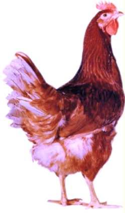 Ayam petelur diberi perlakuan khusus agar dapat menghasilkan telur