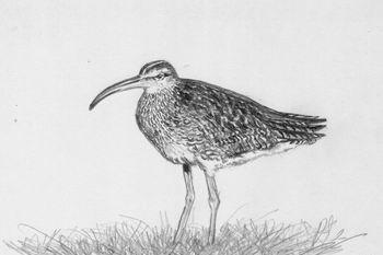 Burung migran yang ditemukan dari famili Scolopacidae yaitu dari jenis Gajahan besar (Numenius arquata) dan Gajahan timur (Numenius madagascariensis).