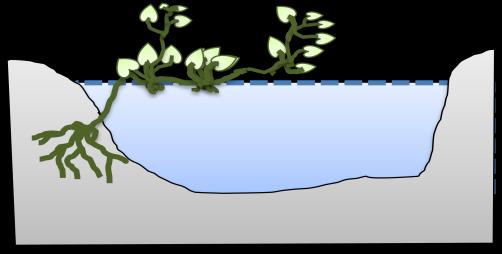 Kangkung air (Ipomoea aquatica) Sepat rawa (Trichogaster trichopterus), pantau (Rasbora einthovenii), pantau janggut (Esomus metallicus), sepimping (Oxygaster anomarula), gupi (Poecilia reticulata),