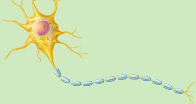 No. Bagian sel saraf Deskripsi 4 Myelin Selubung lemak berlapislapis, dihasilkan oleh sel Schwann.