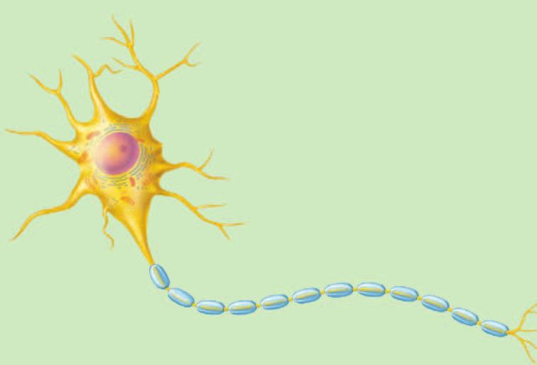 5 Nodus ranvier Daerah akson terbuka yang tidak diselubungi myelin Fungsi Mempercepat impuls saraf dengan membantu terjadinya loncatan muatan Tempat terjadinya tarikmenarik muatan