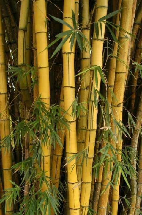 16 (Sumber: Google Images) Keterangan : Kiri : 11 watt bulled light bulb Kanan : 60 watt incandescent light bulb - Bambu Bambu merupakan salah satu tanaman dengan pertumbuhan yang paling cepat.