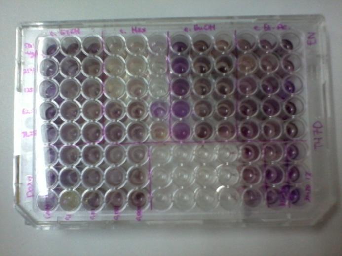 9 Sampel Ekstrak Etanol Heksan EtAC Butanol Konsentrasi (dari atas ke bawah) dari tinggi ke rendaah Doxorubicin Konsentrasi (dari kiri ke kanan) dari tinggi ke rendah Normal DMSO Blanko Gambar 9